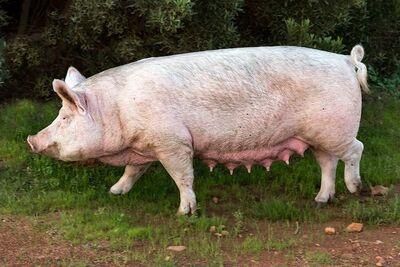 pig 4111895