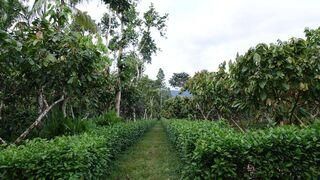 Cocoa systems comparison agroforestry monoculture JR 2020 min