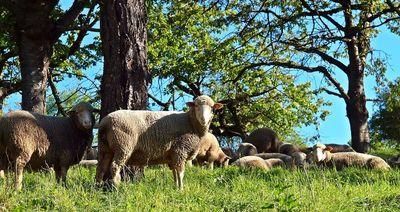 sheep 1335528