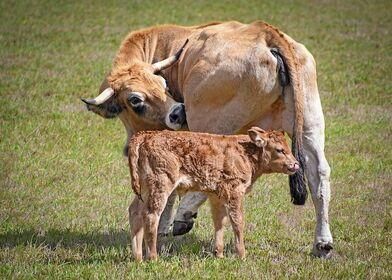 cow 3694828