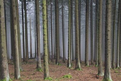 forest 5115937
