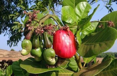 cashew 633919