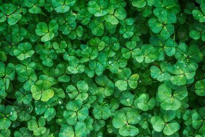 clover 1225988