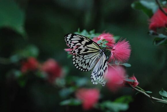 butterfly 4825321