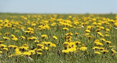dandelion 3382663
