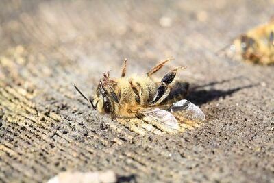bee 3415321