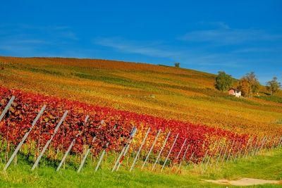 vineyard 3609234