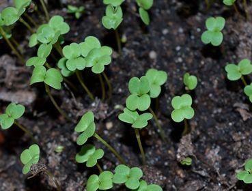 sprouts 1407661