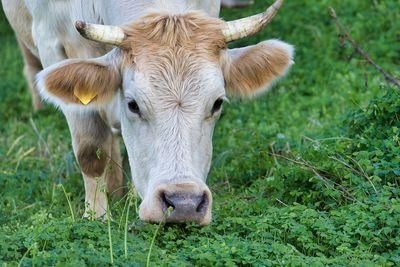 cow 4463289