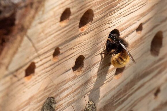 insektenhotel