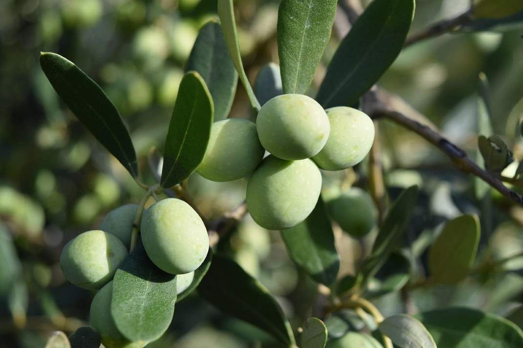 #OrganicDelivers: Neues Video zu Bio-Regionen