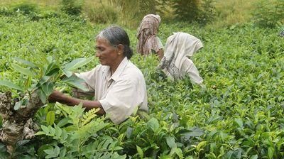 sri lanka 1037002