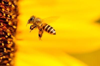 bee 1948684