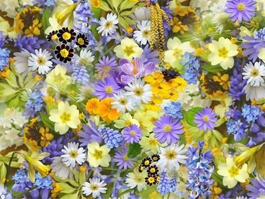 spring flowers 110671