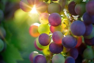 grapes 3550733