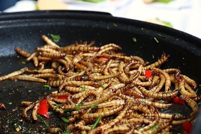 mealworms 4233227
