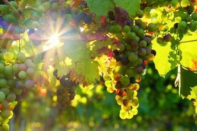 grapes 3550729 1280