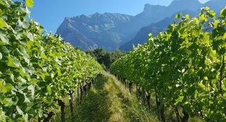 weingut schnell