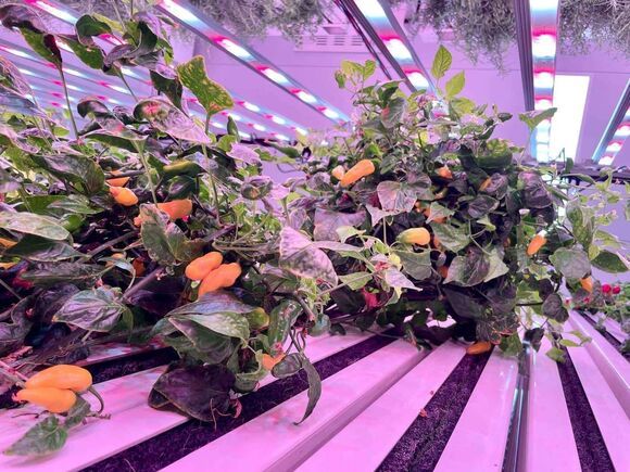 Chili Pinkfarm