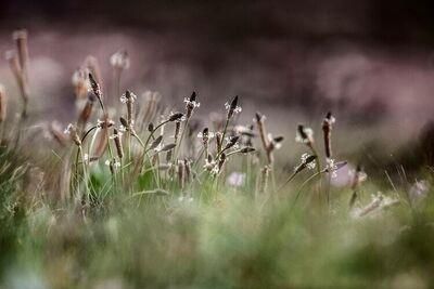 Biodiversitaet