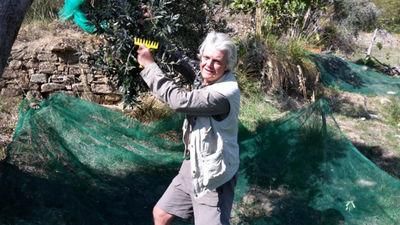 Jürg Weber bei der Olivenernte im Cliento
