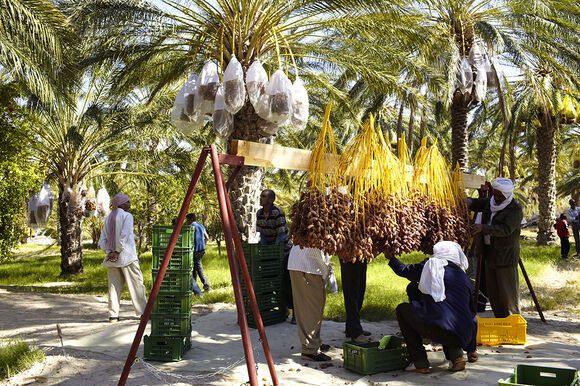 Dates Harvest 2