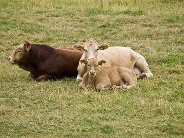 cattle 1151500