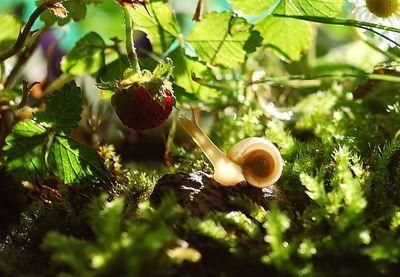snail 582194