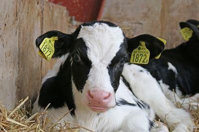 calf 703636