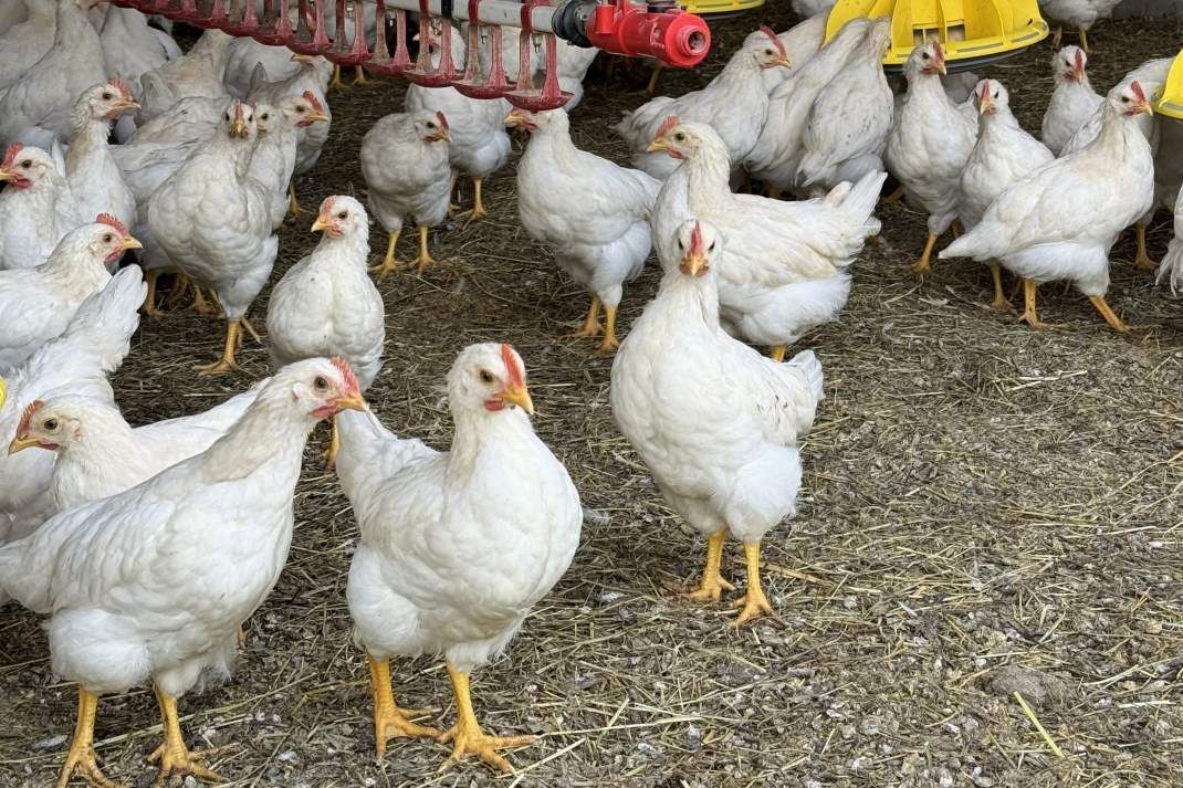 Bruderhähne im Stall