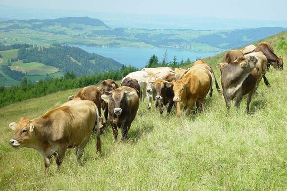 bio weide beef