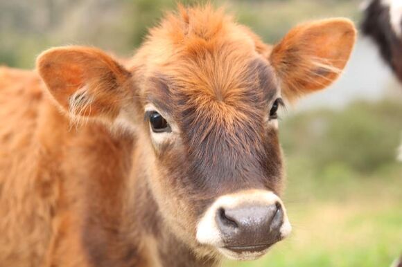 kalb