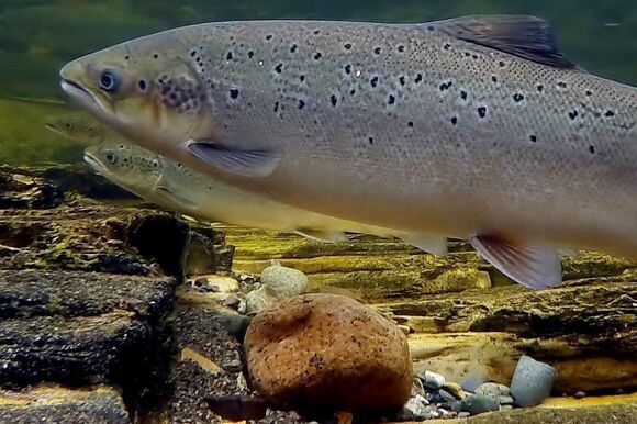 atlantischer lachs
