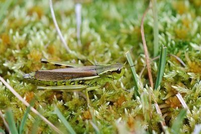 Insektensterben