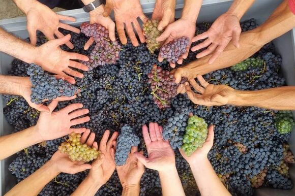 bioweingut lenz handwerk pur
