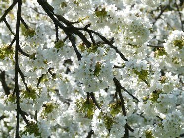 cherry blossom 6877