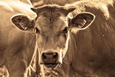 cow 3454611