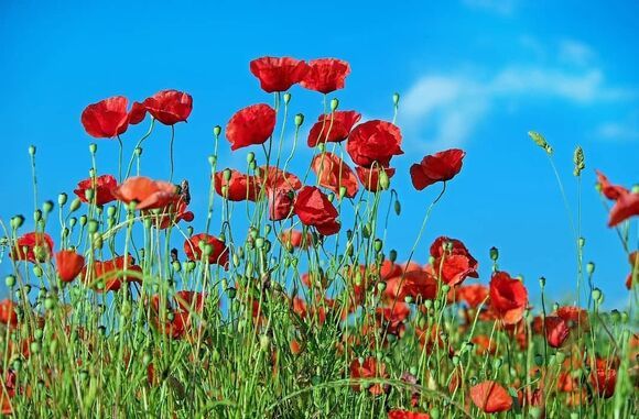 Mohn