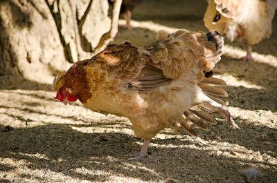 chicken 3240199