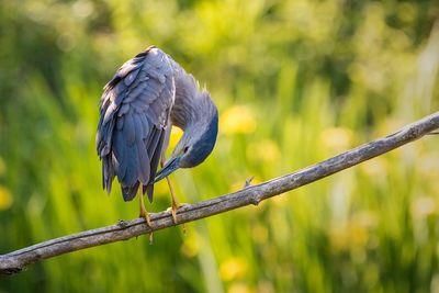 night heron 2363890