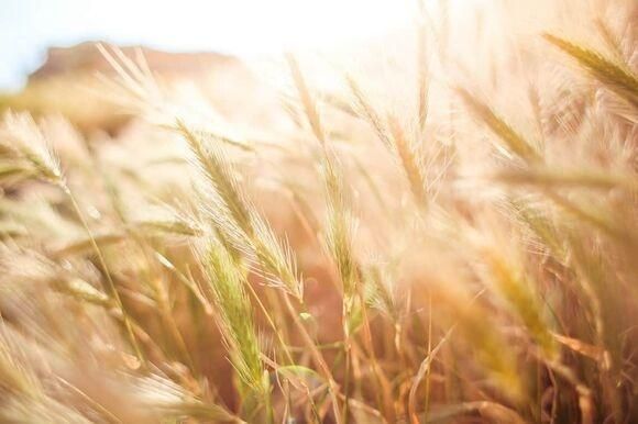 Zukunft der Landwirtschaft in EU und