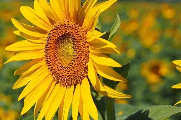 sonnenblume demeter