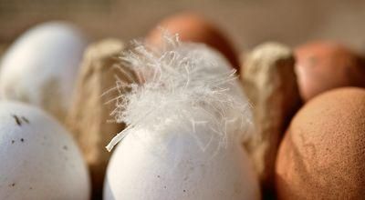 egg