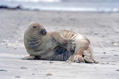 grey seal 2952260