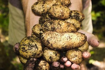 potatoes 1866415