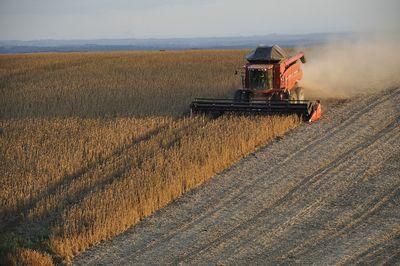 soybeans 1543071