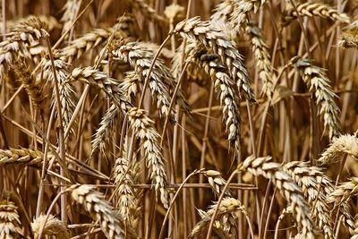 wheat 3524861 1280