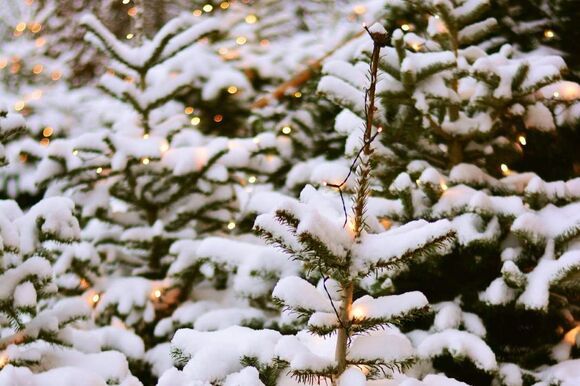 weihnachtsbaeume
