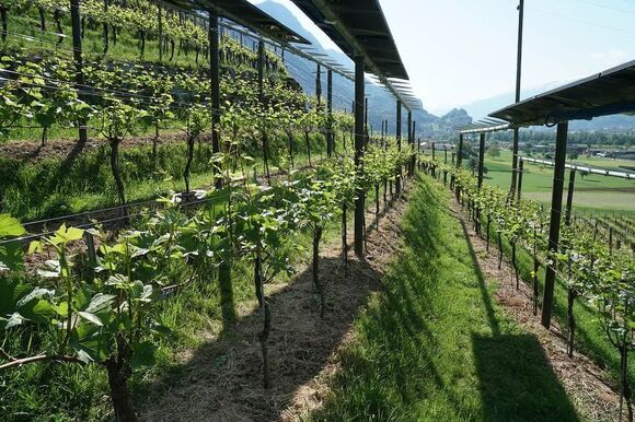 1 ZHAW Agro Photovoltaik Reben ZHAW