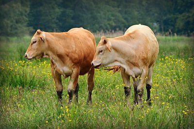 cow 4212964